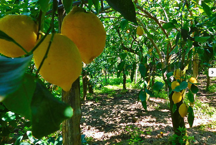 Sorrento lemons